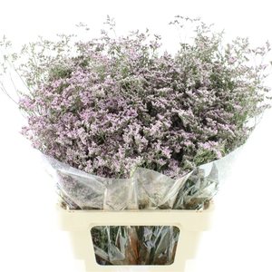 Limonium Joy Pink X50