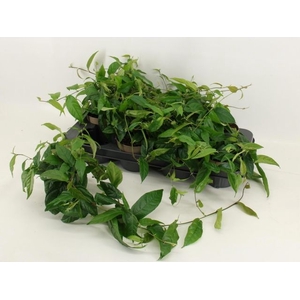 FICUS SAGITTATA