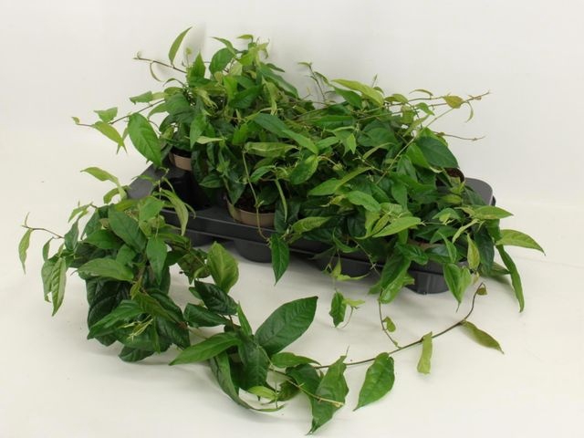 <h4>FICUS SAGITTATA</h4>