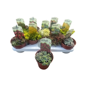 SEDUM OV