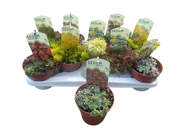 <h4>SEDUM OV</h4>