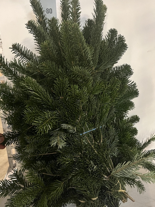 <h4>ABIES NORDMANN BS</h4>