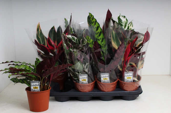 <h4>CALAT GEM 3 SRT</h4>