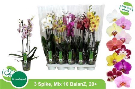 <h4>Phal Gem 10 Kl</h4>