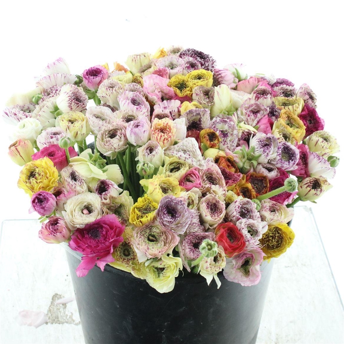 <h4>Ran El Sr Cappuccino Yellow Extra</h4>