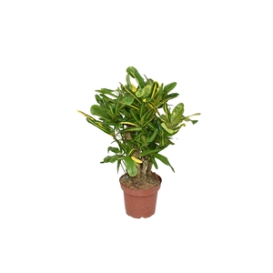 Croton Mammi Yellow P14