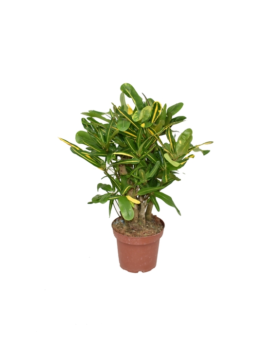 <h4>Croton Mammi Yellow P14</h4>