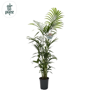 KENTIA - P24 H170 - 6PP - Air So Pure (howea forsteriana)