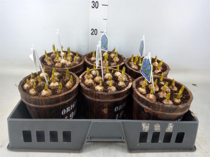 <h4>Arr.  Muscari L%</h4>