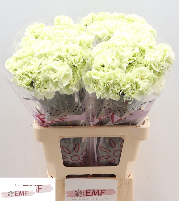 <h4>DI ST PRADO MINT</h4>