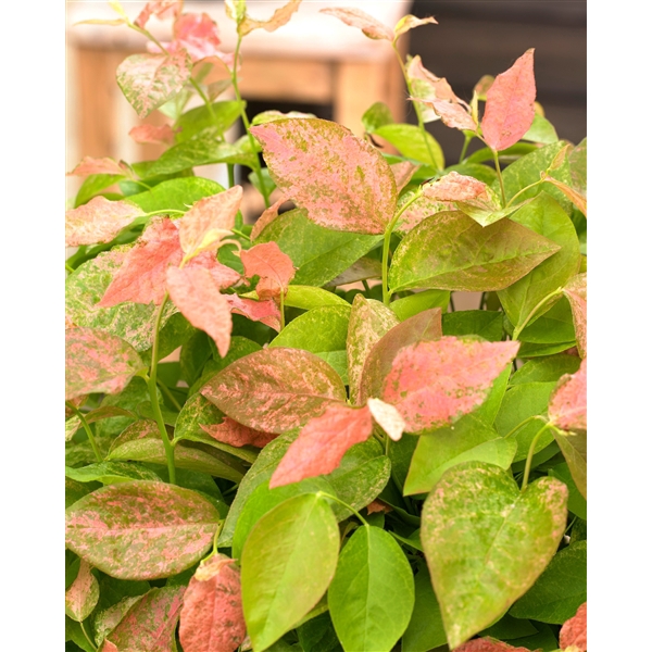 <h4>Vaccinium corymbosum 'Flamingo' 3.0 label</h4>