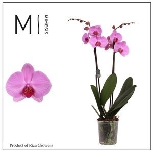 Phalaenopsis Orlando 2 spike – 12cm | Mimesis