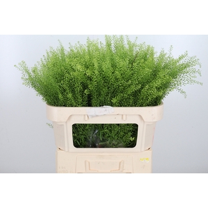 Lepidium Green Bell