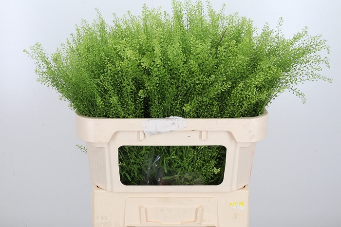 <h4>Lepidium Green Bell</h4>