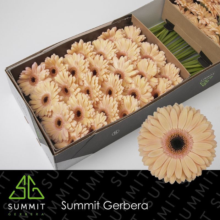 <h4>Gerbera Laureen Doos</h4>