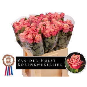 R Gr Adele Hulst