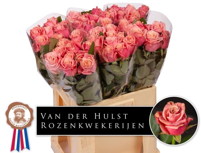 <h4>R Gr Adele Hulst</h4>