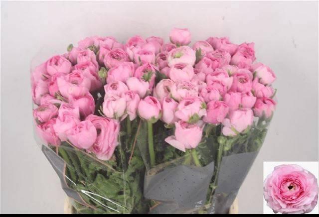 <h4>RAN EL PINK</h4>