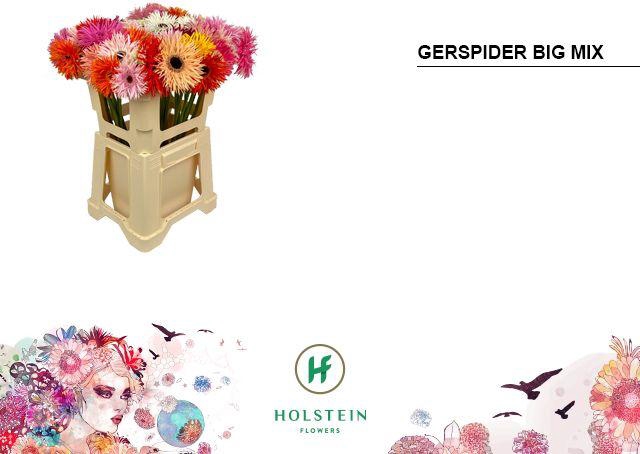 <h4>GE GS GERSP GEM</h4>