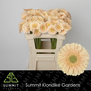 GERBERA MI 'MOET'