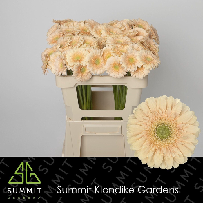 <h4>GERBERA MI 'MOET'</h4>