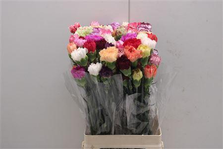 <h4>Di St Rainbow Mix</h4>