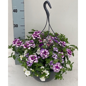 PERKPL GEM IN POT