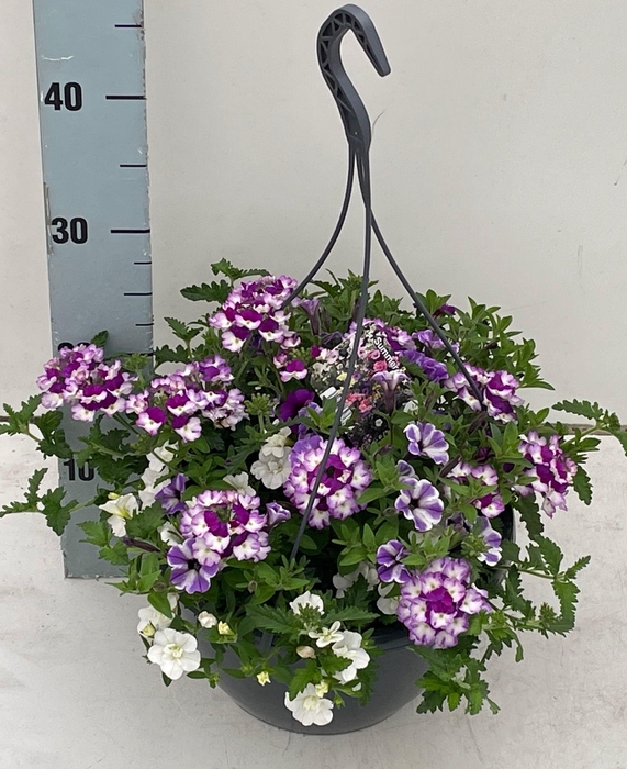 <h4>PERKPL GEM IN POT</h4>