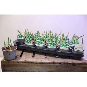 arr8 Galanthus Niv In Pot