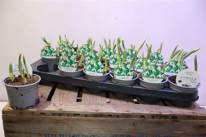 <h4>arr8 Galanthus Niv In Pot</h4>