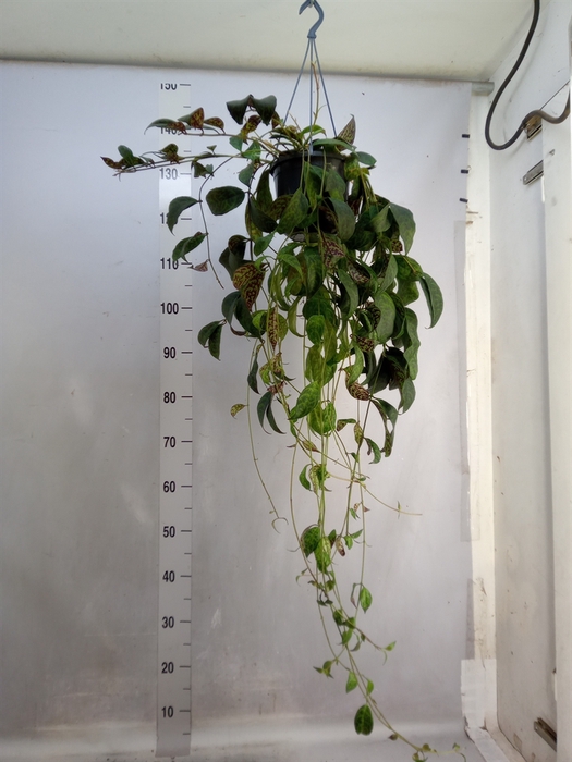 <h4>Aeschynanthus marmoratus</h4>