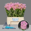 Camp. med. 'Campana Pearl Pink'