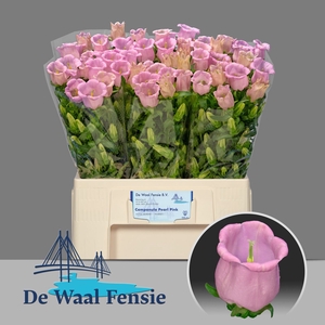 Camp. med. 'Campana Pearl Pink'