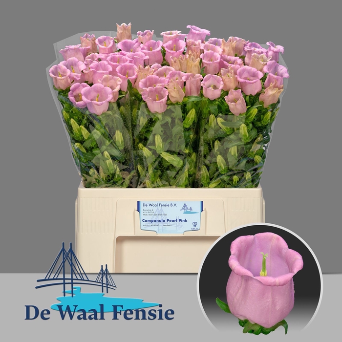 Camp. med. 'Campana Pearl Pink'