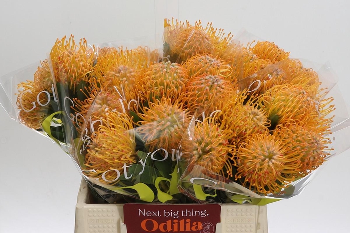 <h4>Nutans Soleil</h4>