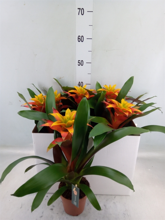 <h4>Guzmania  'Fiero Yellow'</h4>