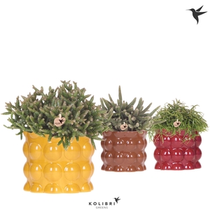 Kolibri Greens Rhipsalis mix in Cotton pot yellow mix