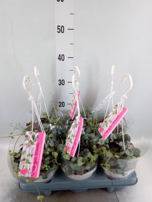<h4>Ceropegia woodii ssp. woodii</h4>