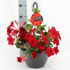 MANDE SUN VELVET RED