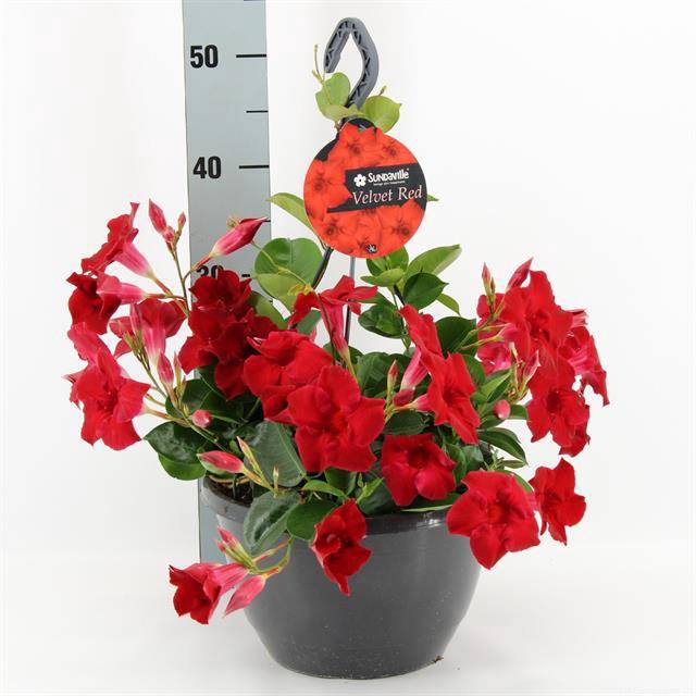 <h4>MANDE SUN VELVET RED</h4>