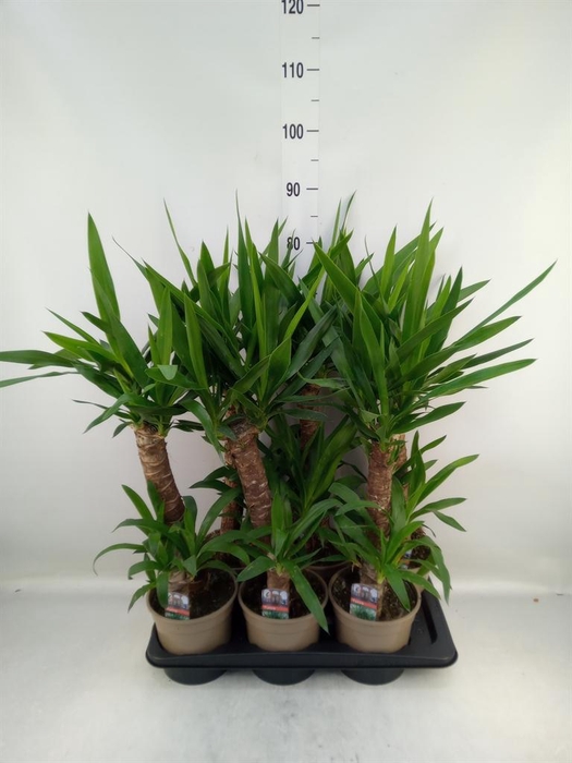 <h4>Yucca   ...</h4>