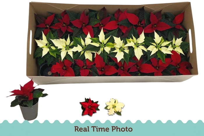 <h4>EUPHOR P GEM</h4>