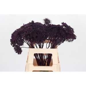 Ammi Zaad Kl Bh Aubergine