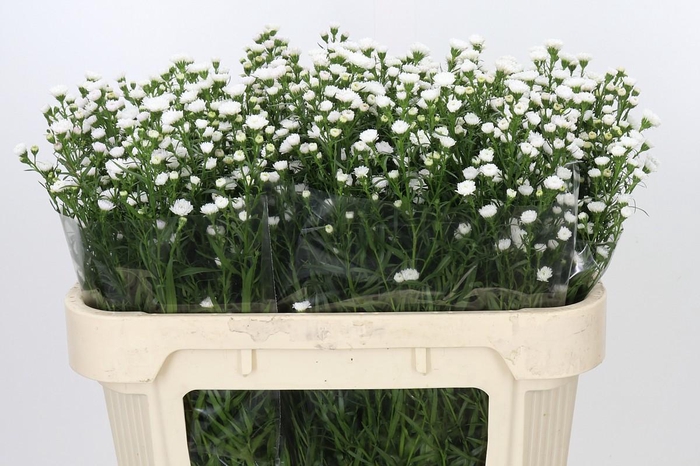 <h4>Aster White Gypsy</h4>