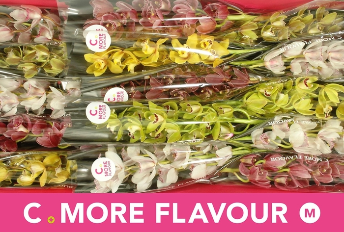 <h4>CYMB MI GEM</h4>