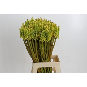 Kniphofia Eycone Yellow