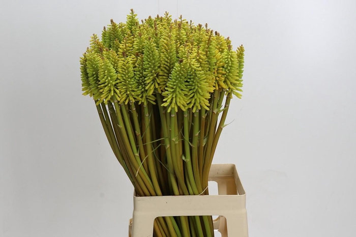 <h4>Kniphofia Eycone Yellow</h4>