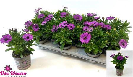 <h4>Osteo Senori Carla</h4>