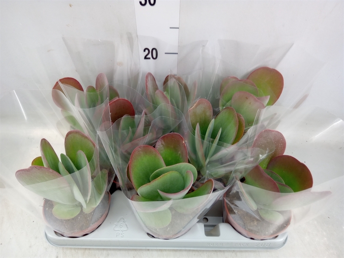 <h4>Kalanchoe NF thyrsiflora 'Red Lips'</h4>