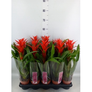 Guzmania  'Ostara'